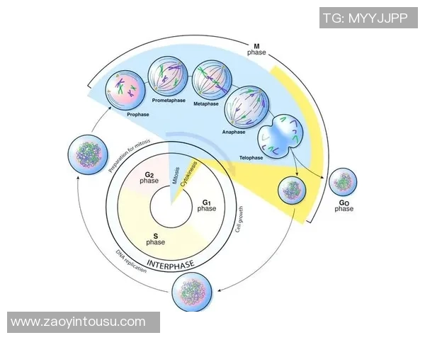 足球遗传的奥秘探讨：基因如何影响球员的技术与表现