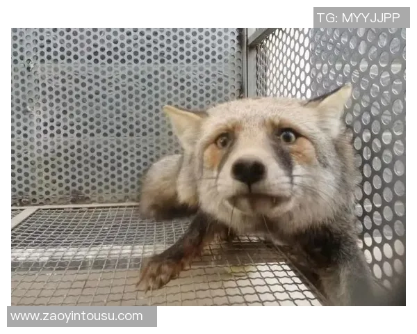 足球沙狐的魅力与挑战探索足球与沙狐的完美结合与未来发展潜力